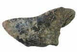 Bargain, Fossil Megalodon Tooth - South Carolina #133132-1
